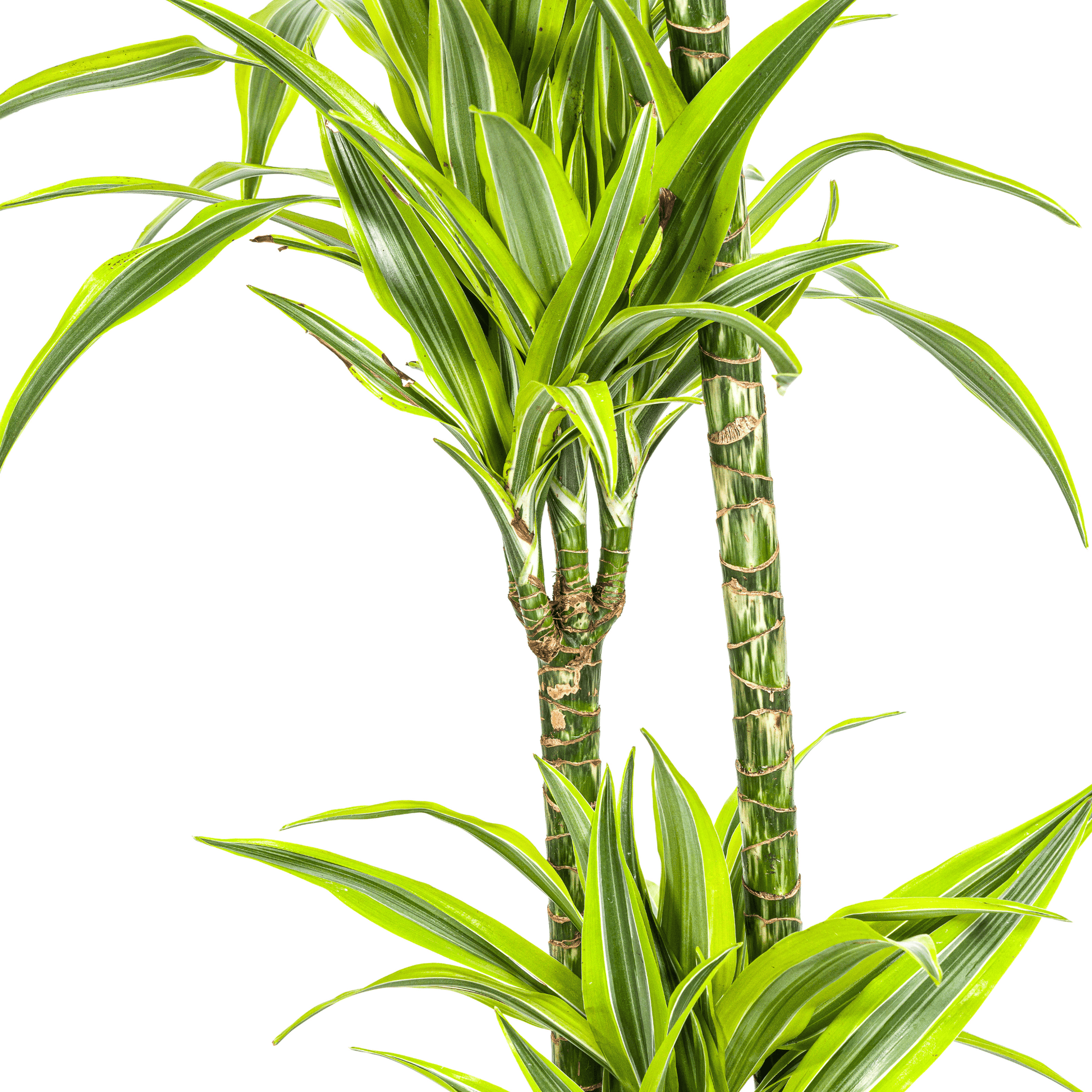 Dracaena Deremensis Lemon Lime Ø24cm - ↕130 - 150cm - Botanic-Vibes