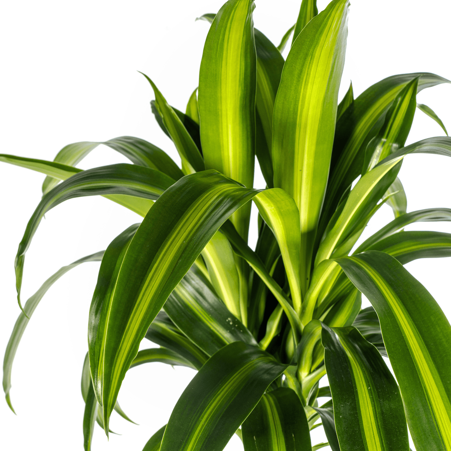 Dracaena Deremensis Hawaiian Sunshine Ø24cm - ↕130 - 150cm - Botanic-Vibes
