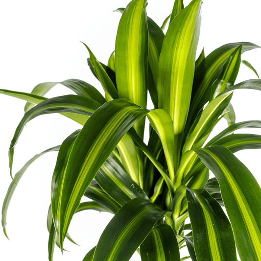 Dracaena Deremensis Hawaiian Sunshine Ø24cm - ↕130 - 150cm - Botanic-Vibes