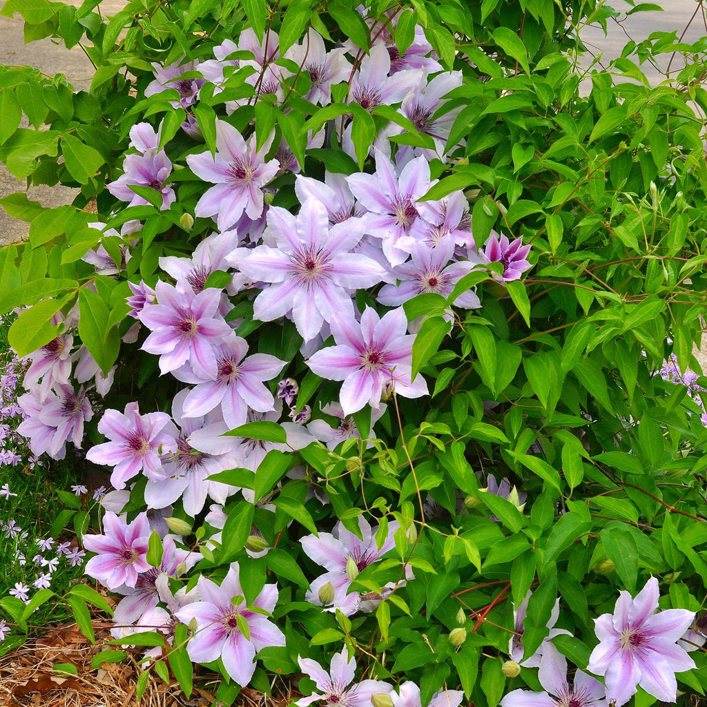Kletterpflanze, Clematis Nelly Moser, Blüte Rosa, Wenig Pflege, 2 Pflanzen, Topf 11 cm 40 cm