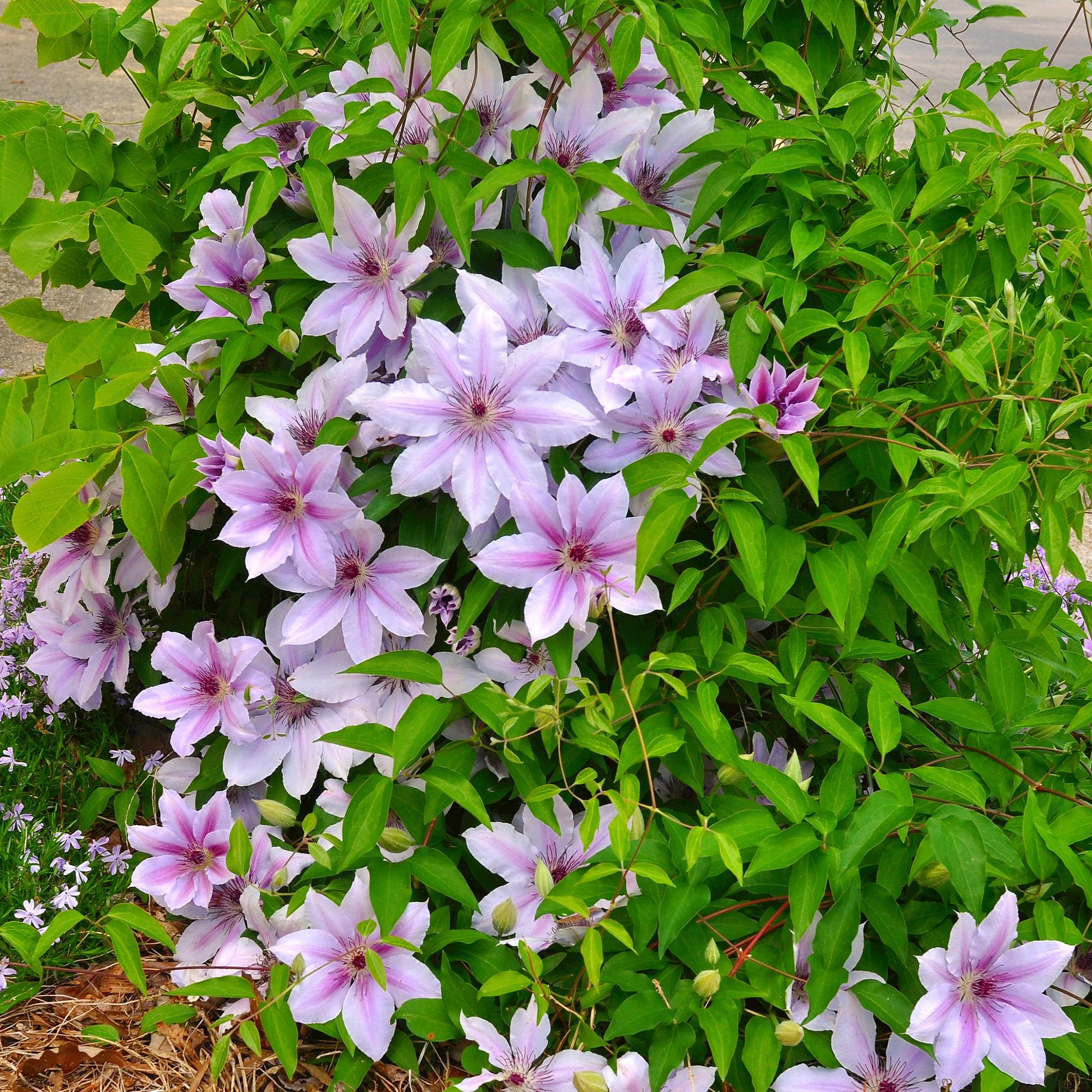 Kletterpflanze, Clematis Nelly Moser, Blüte Rosa, Wenig Pflege, 2 Pflanzen, Topf 11 cm 40 cm