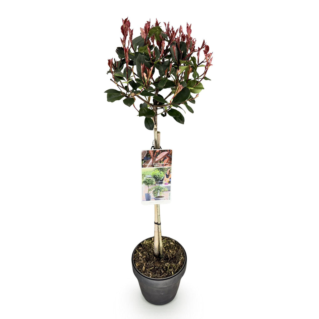 Stamm Pflanze, Photinia fraseri Little Rot Robin, Terrassenpflanze, Immergrün, Winterhart, Grün-Rotes Blatt, Topf 19 cm 90 cm