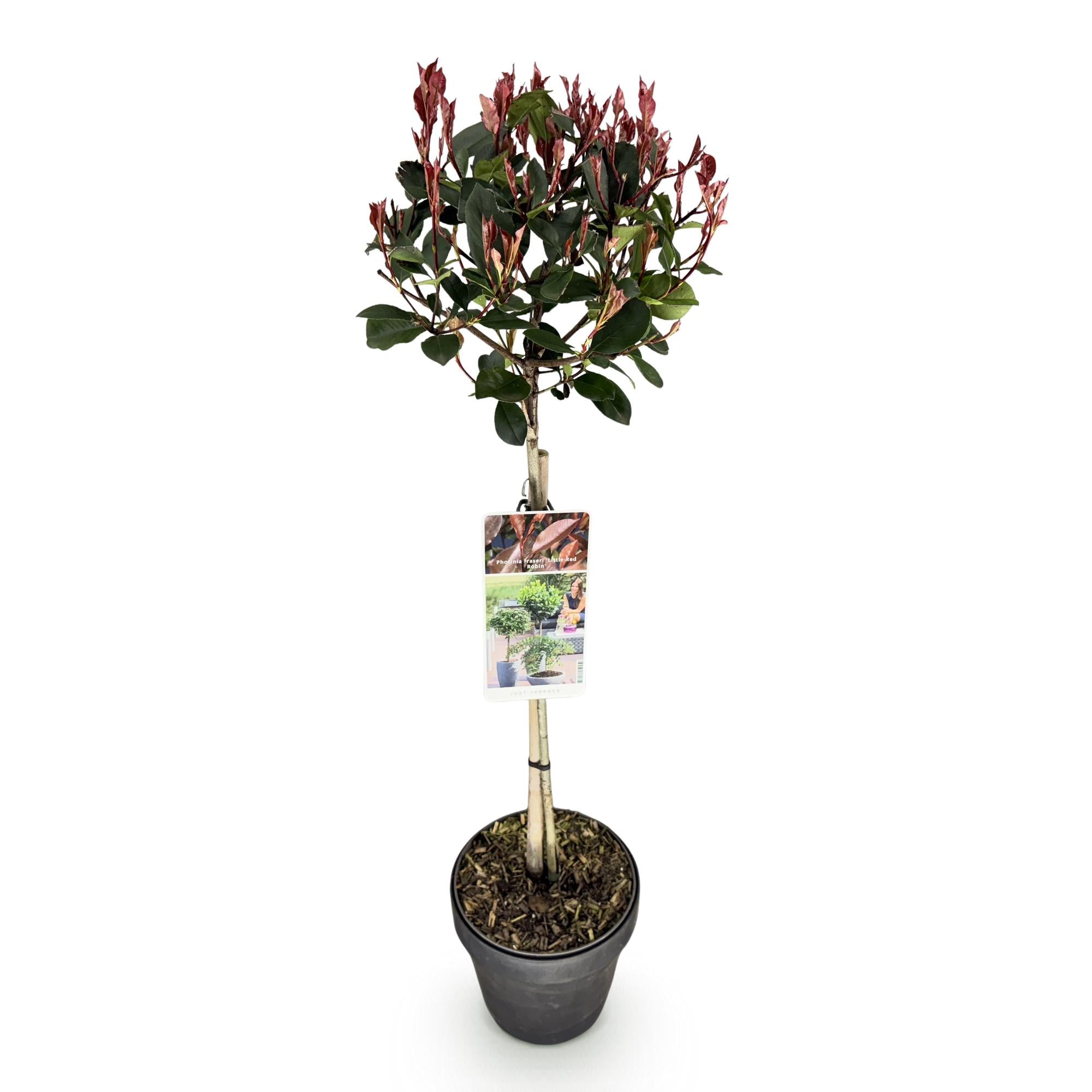 Stamm Pflanze, Photinia fraseri Little Rot Robin, Terrassenpflanze, Immergrün, Winterhart, Grün-Rotes Blatt, Topf 19 cm 90 cm
