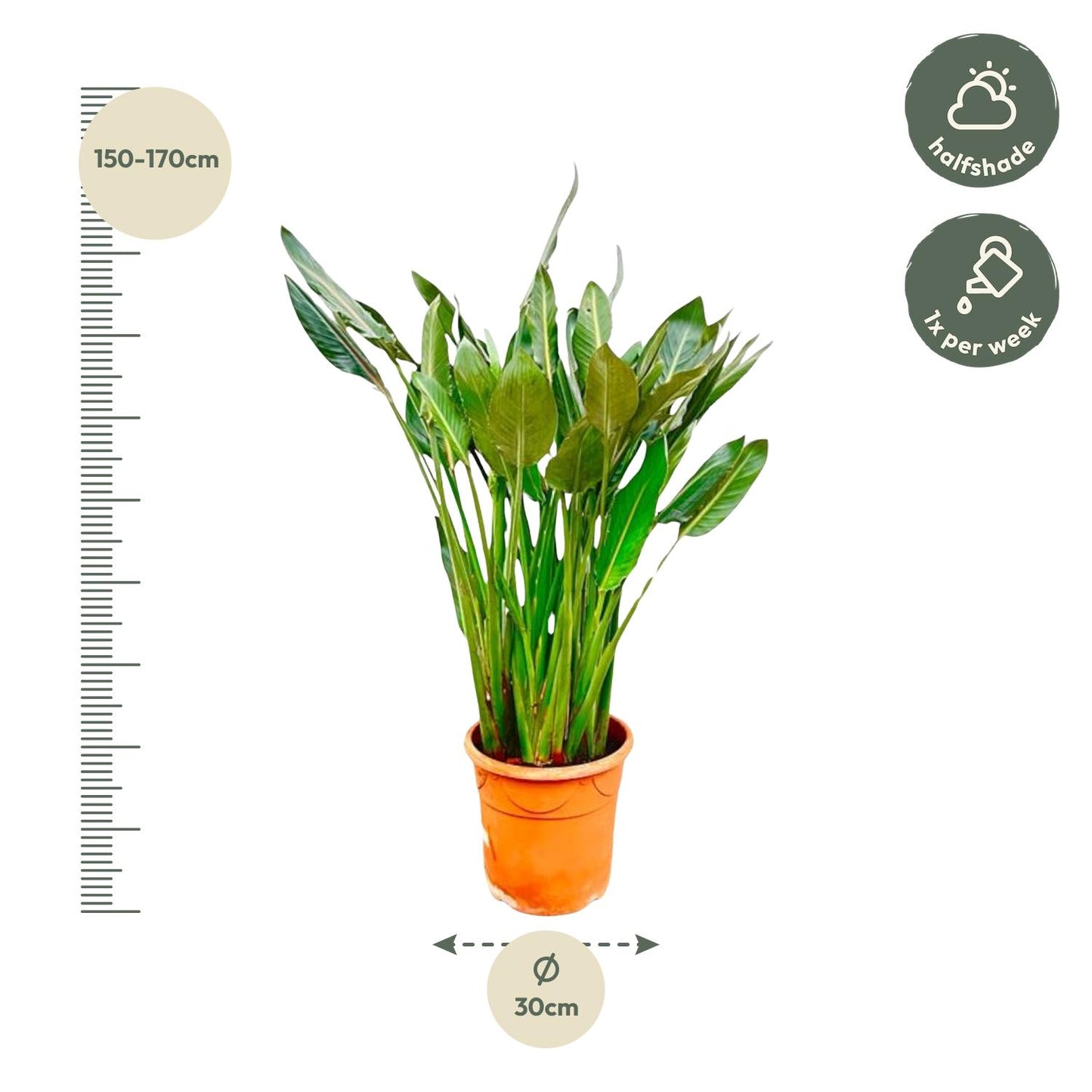 Strelitzia reginae xl – 160cm – Ø30