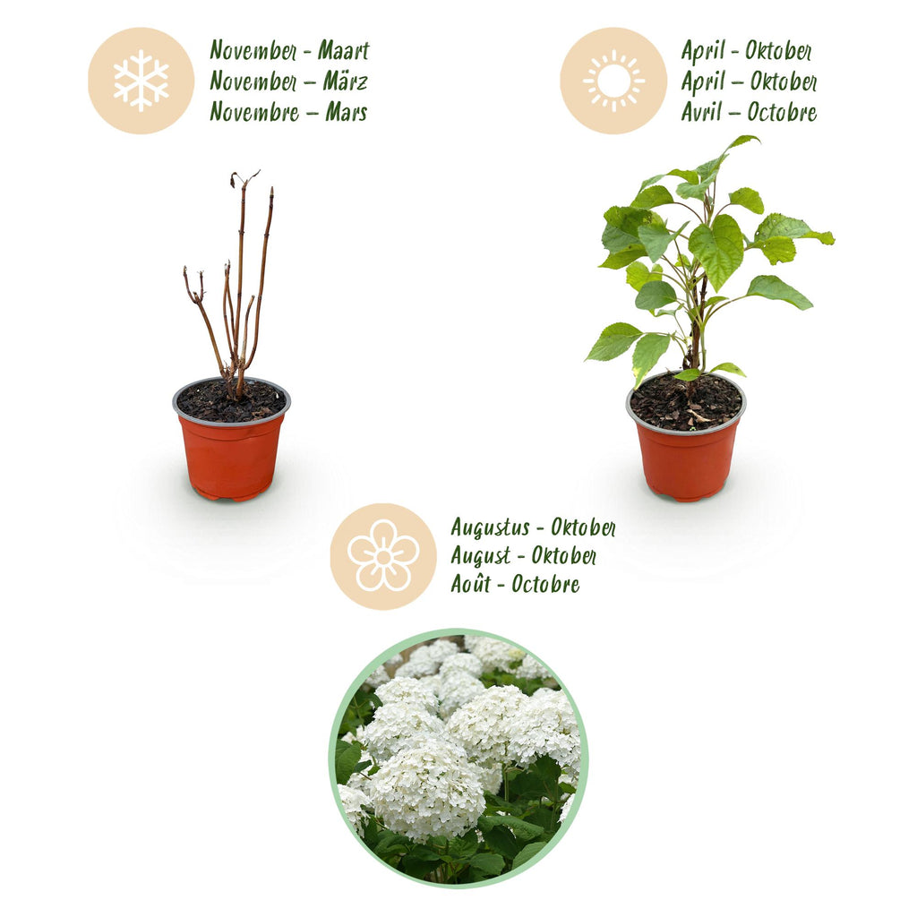 Hydrangea arborescens Annabelle, Bauernhortensie, Winterhart, Weiß, 3 Pflanzen, Topf 12 cm, 20-30 cm