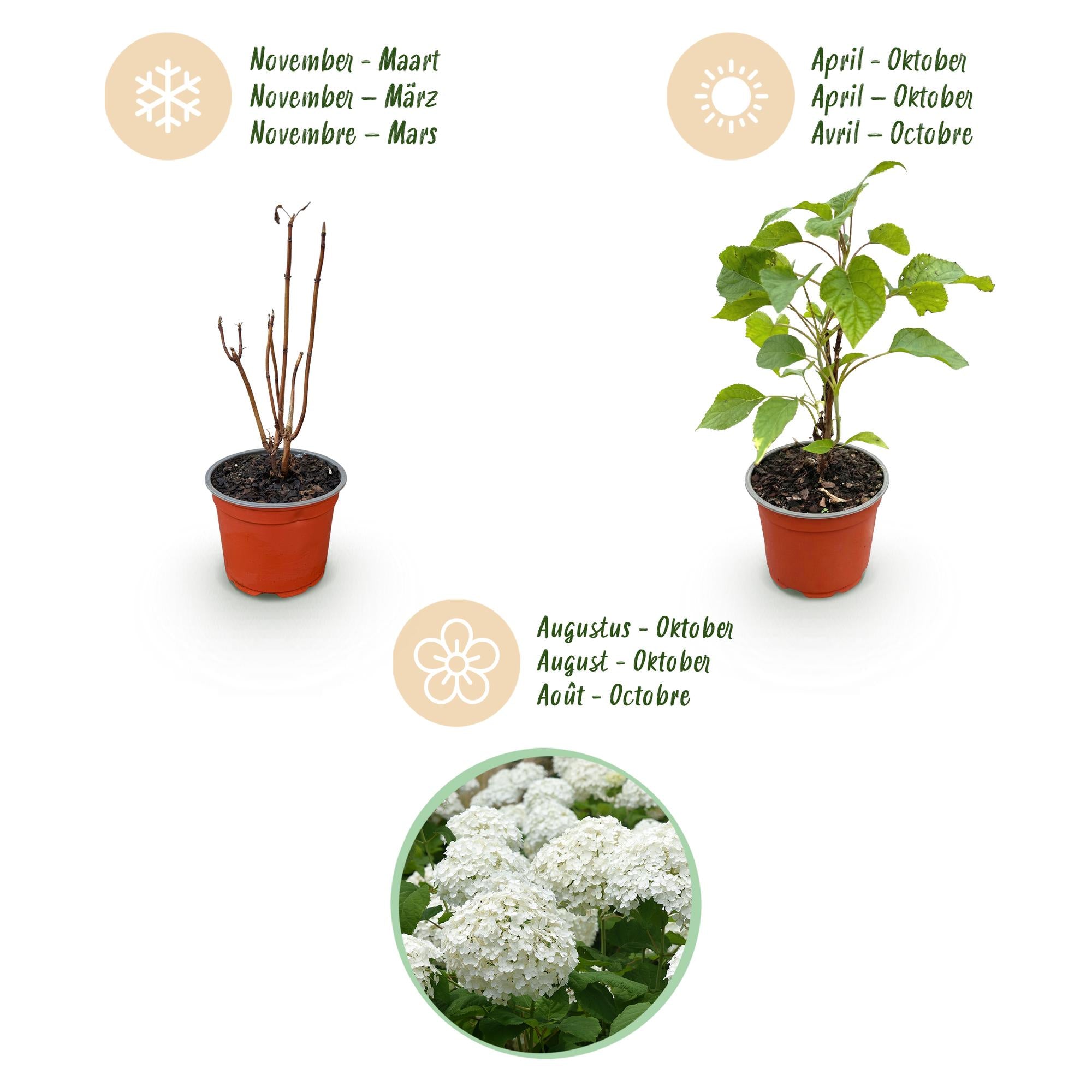 Hydrangea arborescens Annabelle, Bauernhortensie, Winterhart, Weiß, 3 Pflanzen, Topf 12 cm, 20-30 cm