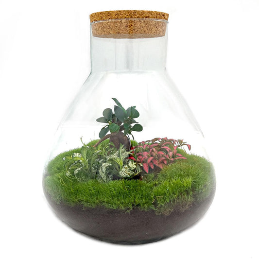 Flaschengarten – sam xl bonsai – 35 cm – Standardausführung