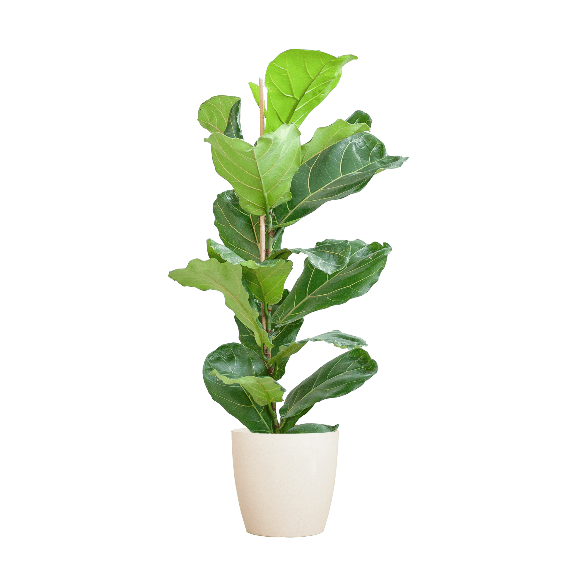 Ficus Lyrata mit Viber-Topf weiß – 80 cm – Ø21 - Botanic-Vibes
