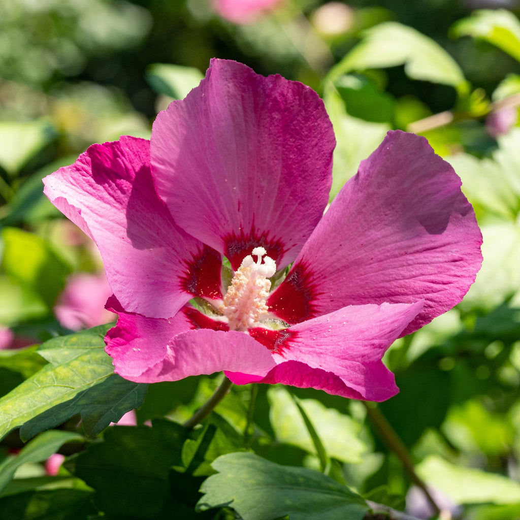Sträucher, Hibiscus syriacus Woodbridge, Blüte Rosa, 1 Pflanze, Laubabwerfend, Pflegeleicht, Topf 17 cm 45 cm