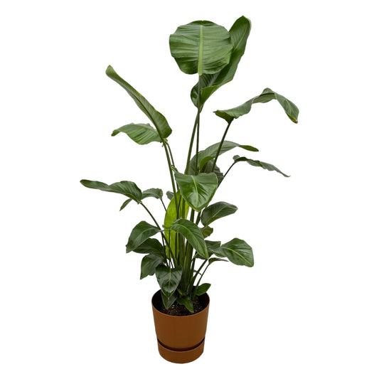 Strelitzia nicolai inklusive elho Greenville Round braun – 160cm – Ø30