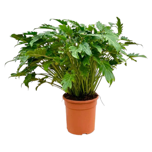 Philodendron xanadu – 80 cm – Ø27
