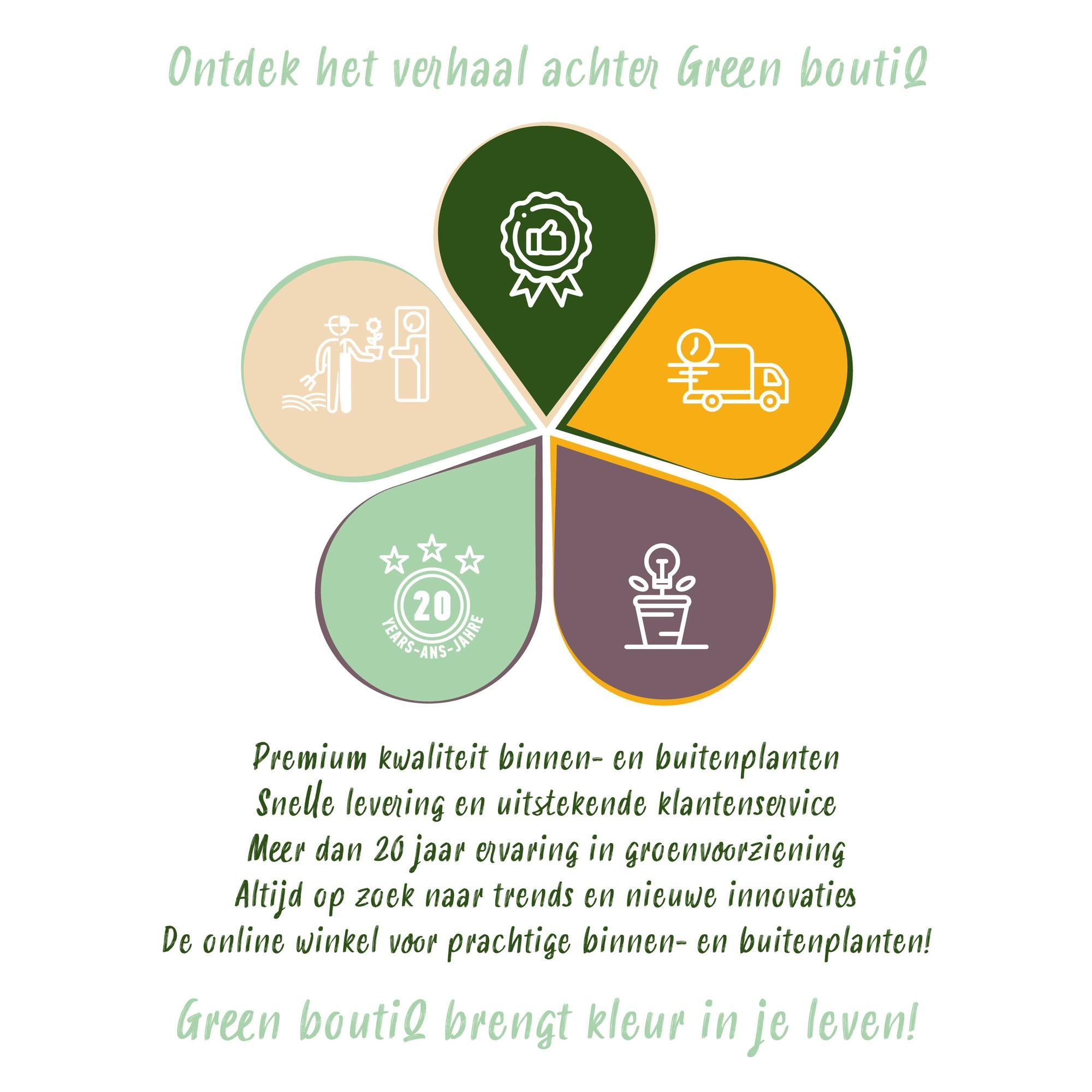 Obstpflanze, Vitis vinifera Boskoop Glory, Weinrebe, Winterhart, Blaue Traube, 2 Pflanzen, Topf 15 cm, 50 cm