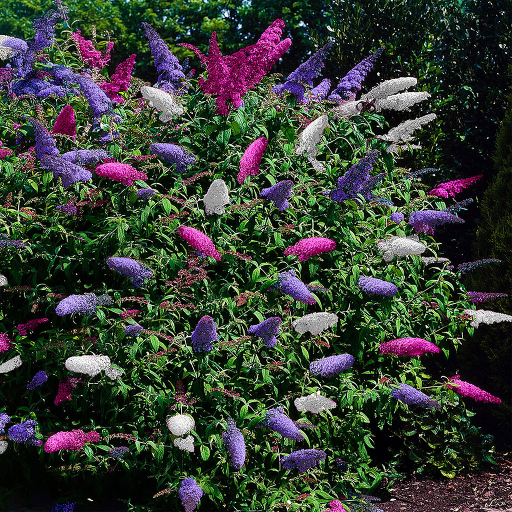 Schmetterlingsstrauch, Buddleja davidii Tricolour, Blüten Rosa, Weiß und Lila, 1 Pflanze, Laubabwerfend, Schmetterlingsanziehend, Topf 17 cm 30 cm