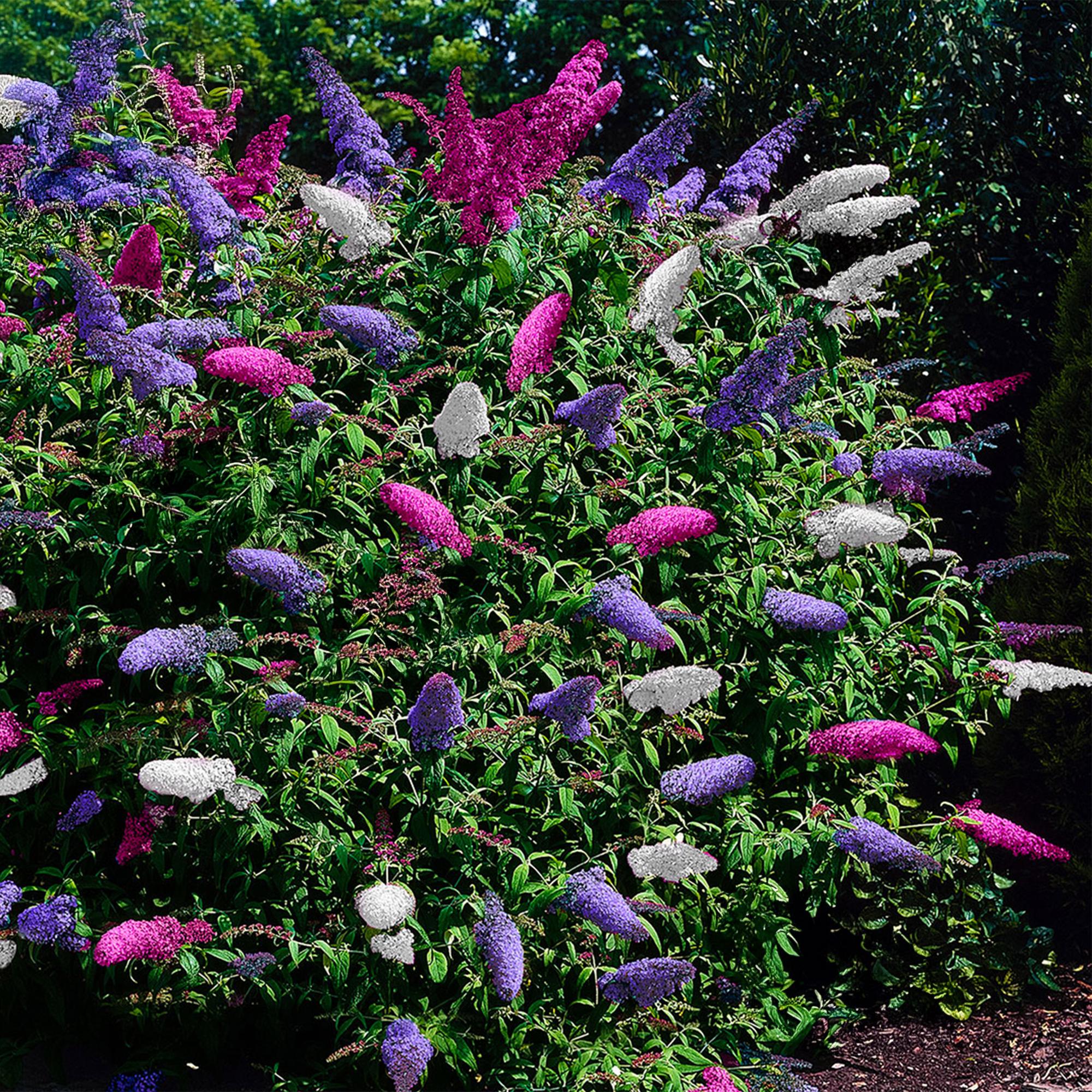 Schmetterlingsstrauch, Buddleja davidii Tricolour, Blüten Rosa, Weiß und Lila, 1 Pflanze, Laubabwerfend, Schmetterlingsanziehend, Topf 17 cm 30 cm