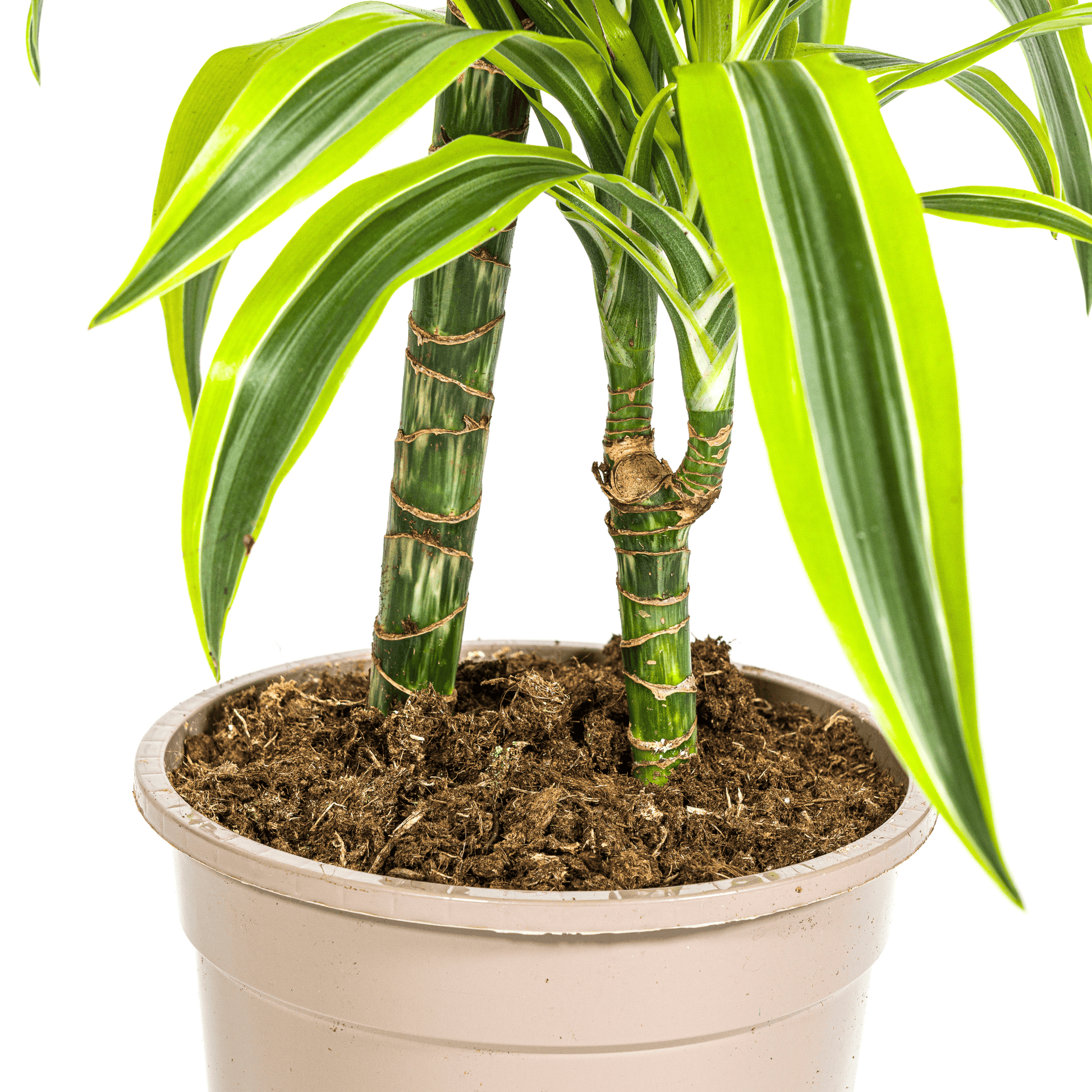 Dracaena Deremensis Lemon Lime Ø19cm - ↕70 - 90cm - Botanic-Vibes