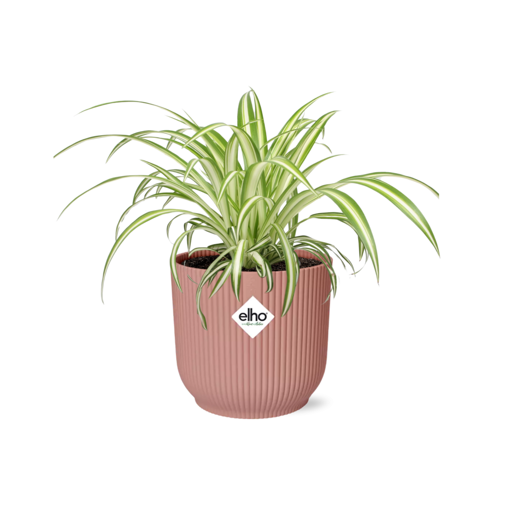Chlorophytum Comosum Variegatum im ELHO Vibes Fold, 14 cm, rosa