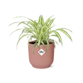 Chlorophytum Comosum Variegatum im ELHO Vibes Fold, 14 cm, rosa