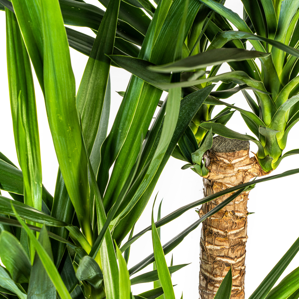 Yucca Elephantipes Verzweigt mit Korb Ø24 cm, 80-100 cm