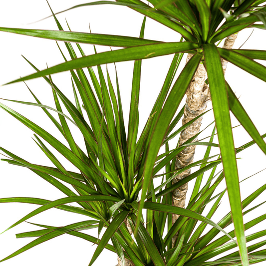 Dracaena Marginata Green Ø21cm - ↕110 - 130cm - Botanic-Vibes