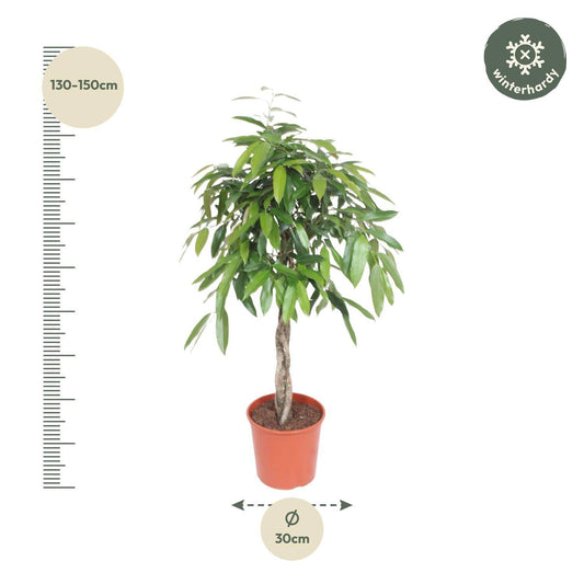 Ficus 'Amstel King' geflochtener Stamm – 140 cm – Ø30 - Botanic-Vibes