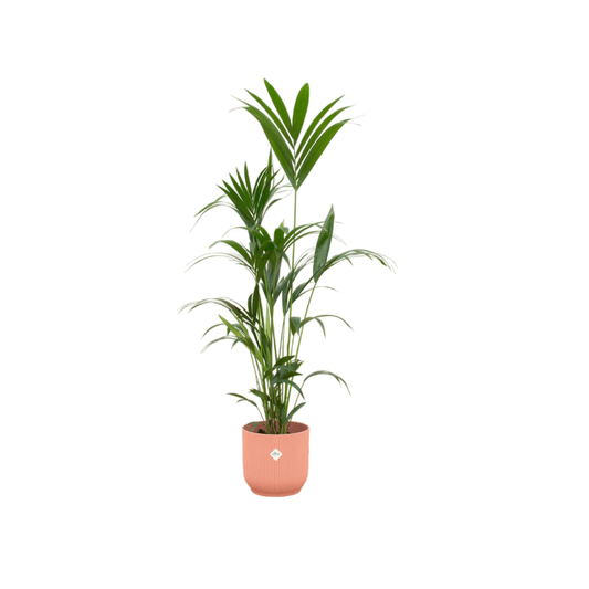 Kentia Palme inkl. elho Vibes Fold Round Rosa – 160 cm – Ø30 - Botanic-Vibes