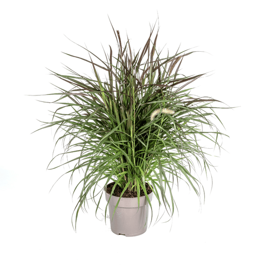 Pennisetum x advena Chelsea Ø27cm - ↕70 - 80cm - Botanic-Vibes