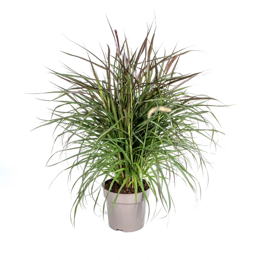 Pennisetum x advena Chelsea Ø27cm - ↕70 - 80cm