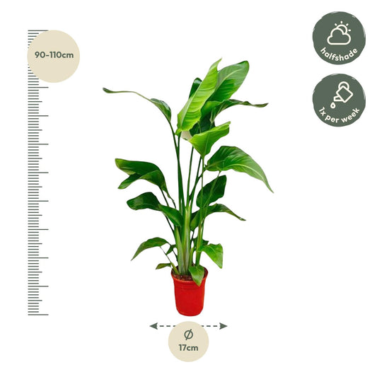 Strelitzia nicolai – 70–90 cm – Ø17