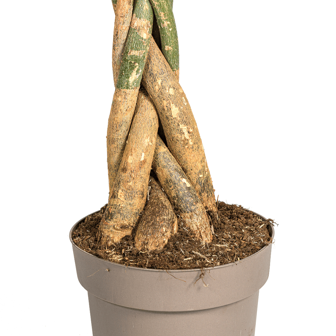 Pachira Aquatica Ø30cm - ↕160 - 180cm - Botanic-Vibes