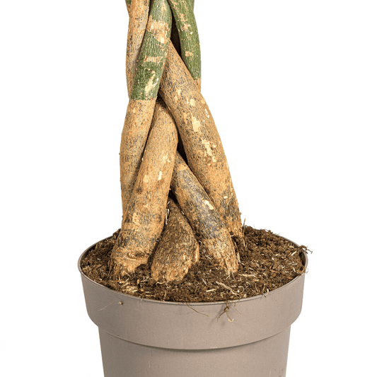 Pachira Aquatica Ø30cm - ↕160 - 180cm - Botanic-Vibes