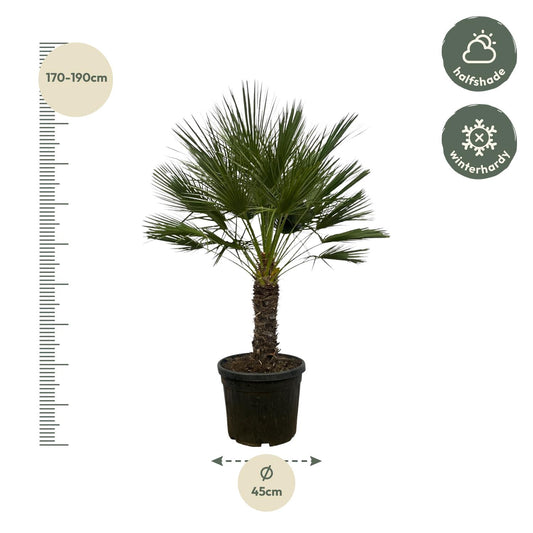 Chamaerops humilis auf Stamm – 150 cm – Ø45