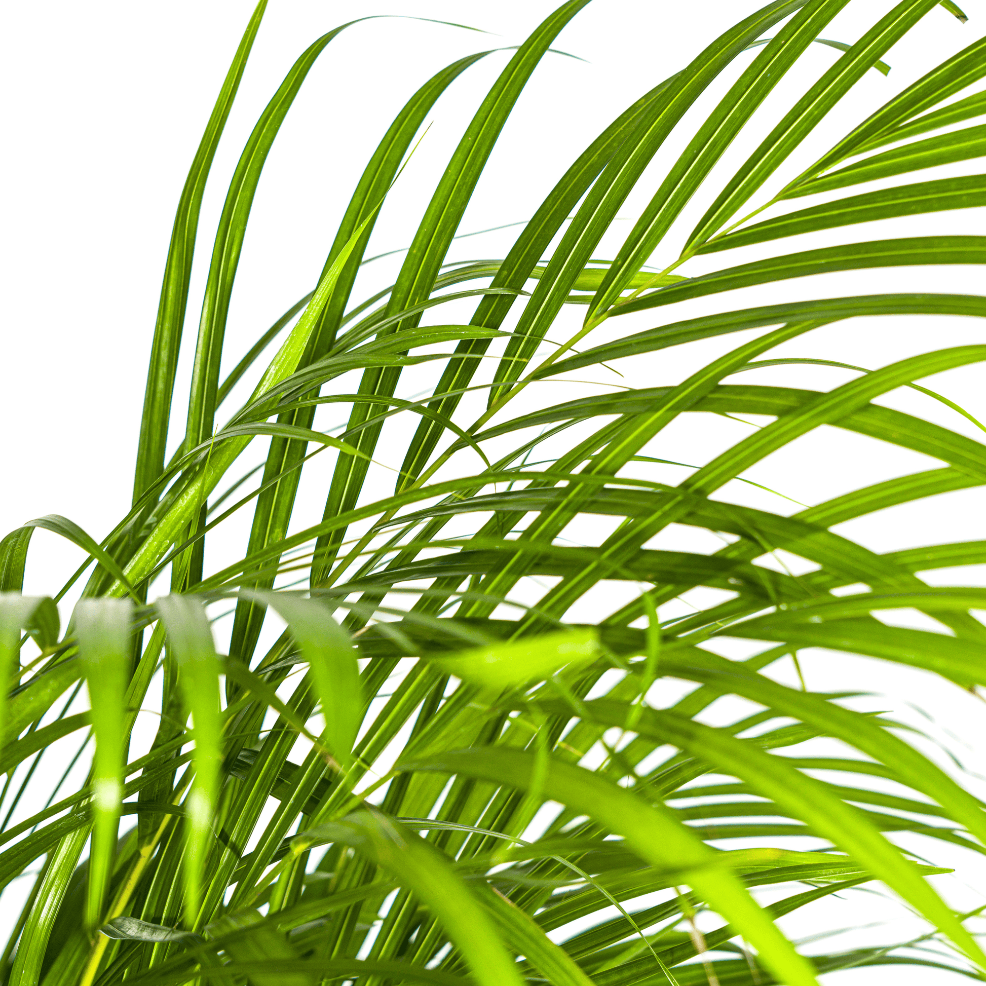 Dypsis Areca Lutescens Ø24cm - ↕120 - 140cm - Botanic-Vibes
