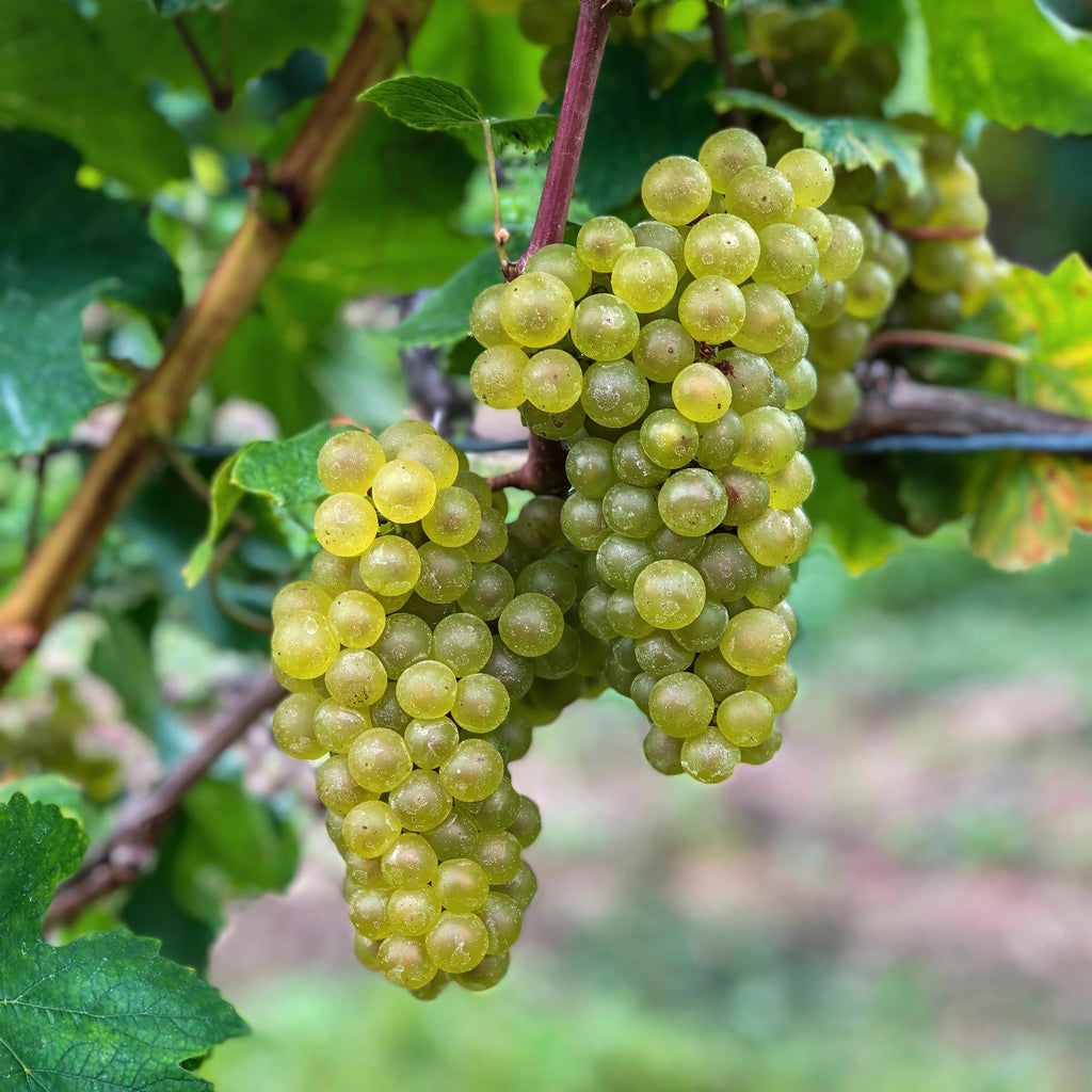 Obstpflanze, Vitis vinifera Bianca, Weinrebe, Veredelt, Weiße Traube, 2 Pflanzen, Topf 15 cm, 50 cm
