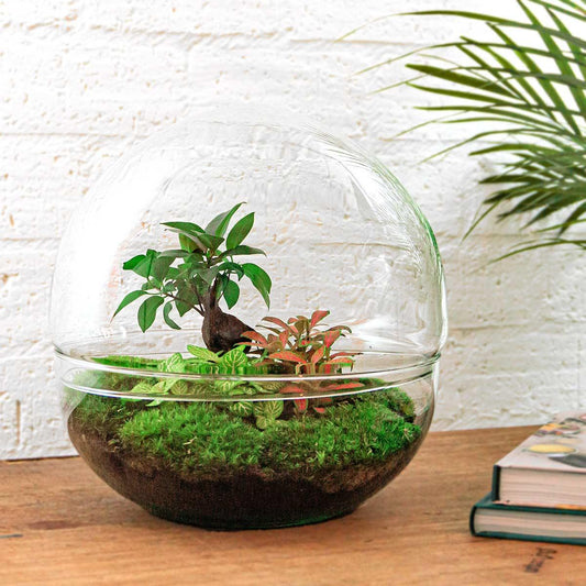 Flaschengarten – Dome XL – Ficus Ginseng Bonsai – 30 cm – Rechen + Schaufel
