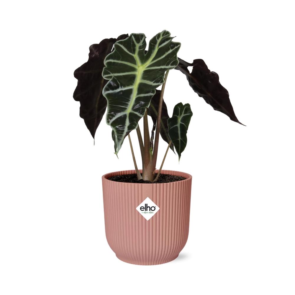 Alocasia ‘Polly’ im ELHO Vibes Fold, 14 cm, rosa