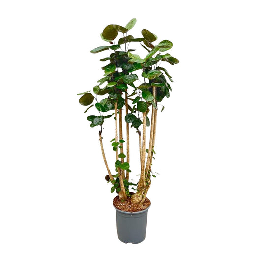 Polysicas Fabian XXL – 160 cm – Ø30