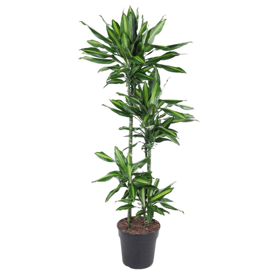Dracaena cintho – 150 cm – ø27 - Botanic-Vibes
