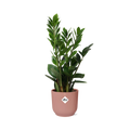 Zamioculcas, Hoogte 45-50 im ELHO Vibes Fold, 14 cm, rosa