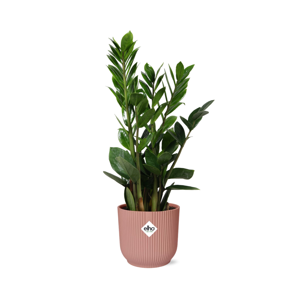 Zamioculcas, Hoogte 45-50 im ELHO Vibes Fold, 14 cm, rosa