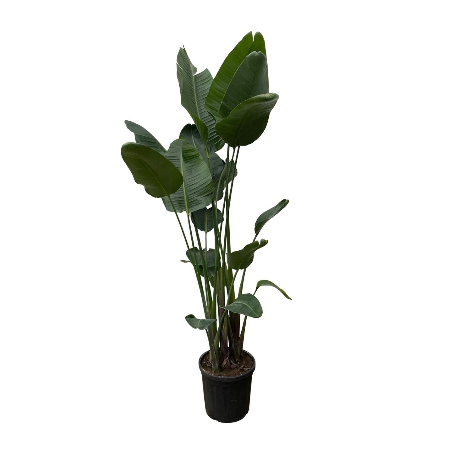 Strelitzia nicolai XXL – 250 cm – Ø50