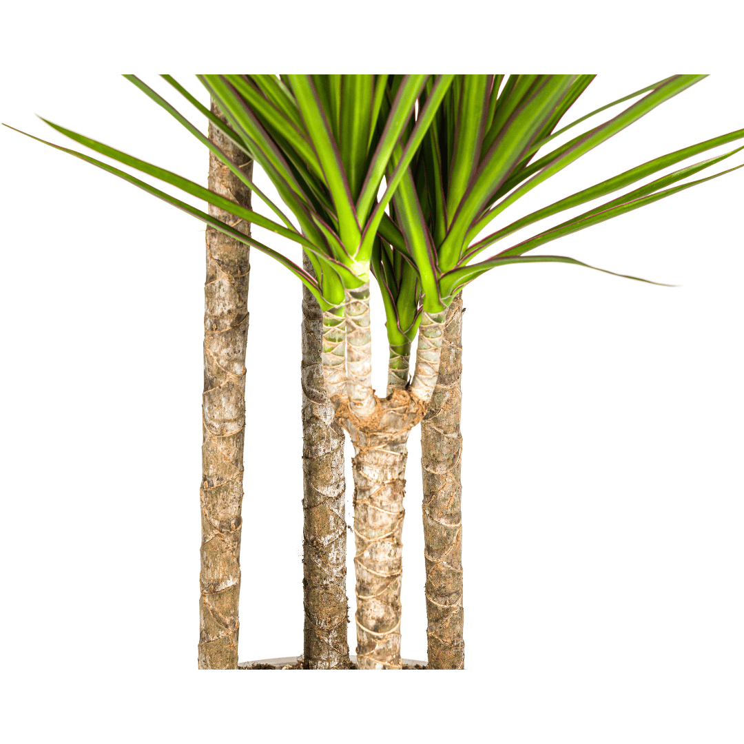 Dracaena Marginata Green Ø27cm - ↕170 - 190cm - Botanic-Vibes