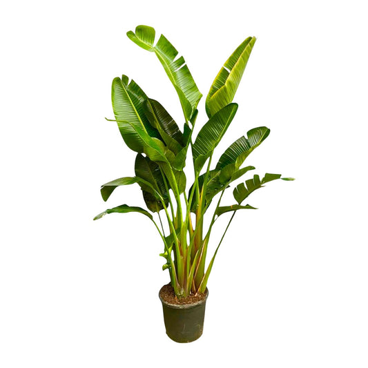 Strelitzia augusta multi-stamm XXL – 250 cm – Ø30–40