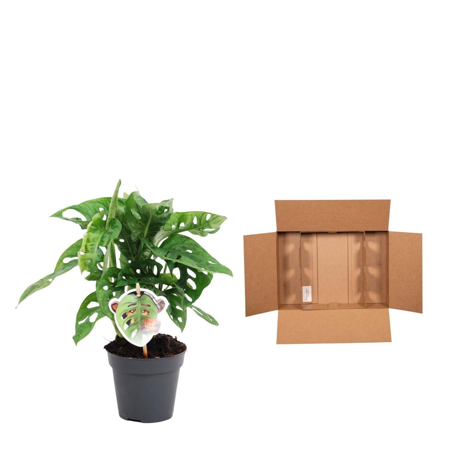 Monstera obliqua 'Monkey Leaf' – 25 cm – Ø12 - Botanic-Vibes