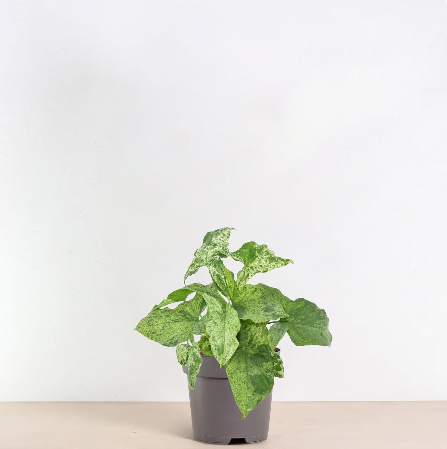 Syngonium mottled – 25 cm – Ø12