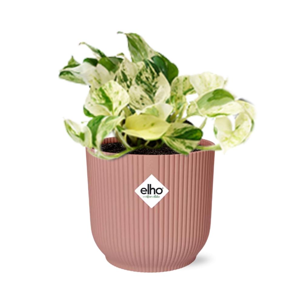 Epipremnum Pinnatum Happy Leaf im ELHO Vibes Fold, 14 cm, rosa