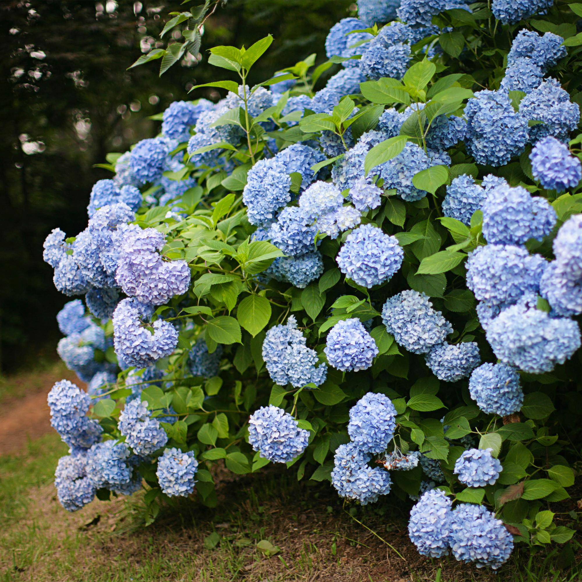 Hortensie, Hydrangea macrophylla Blau, Blüte Blau, 3 Pflanzen, 1m2, Laubabwerfend, Wenig Pflege, Topf 17 cm 30 cm