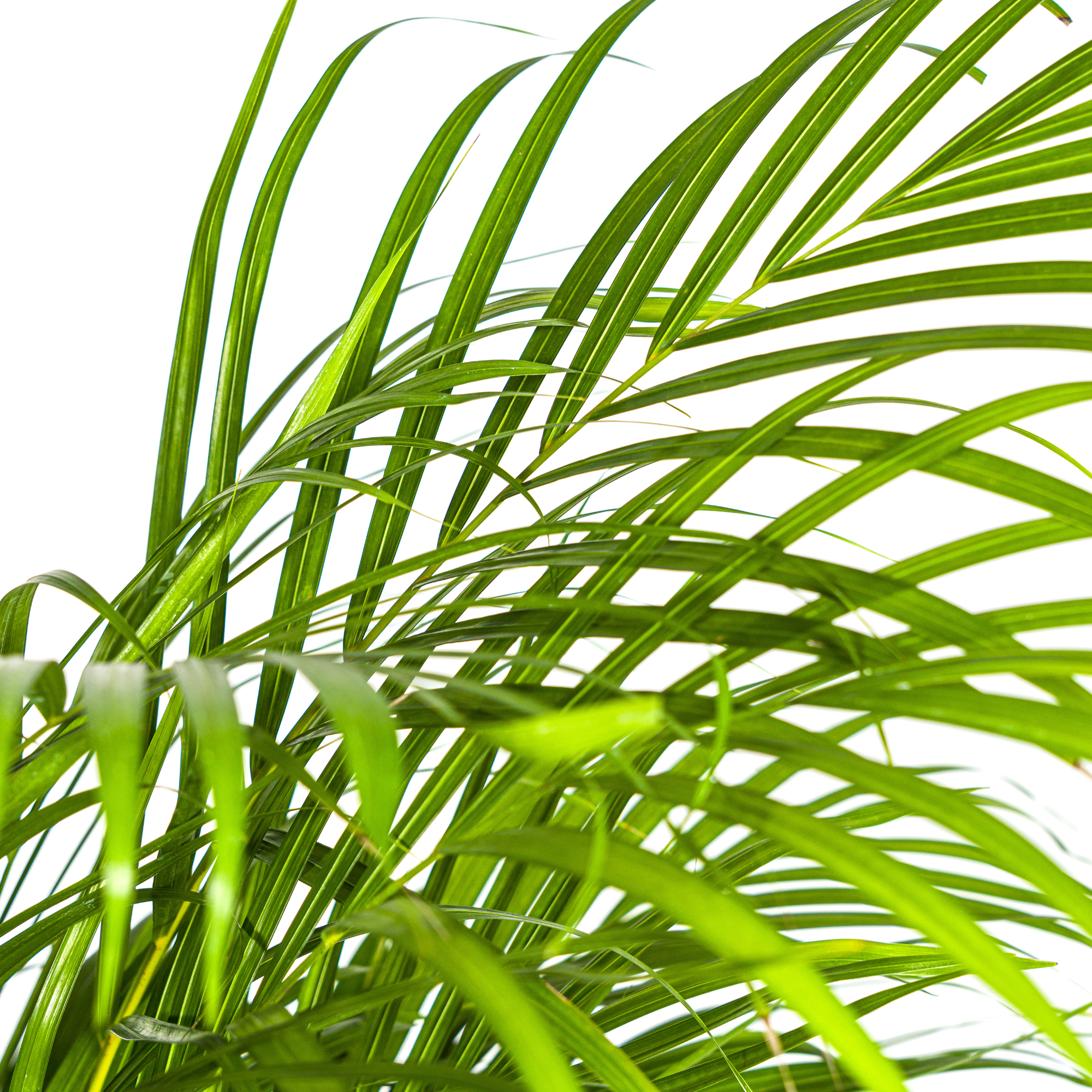 Dypsis Areca Lutescens mit Korb Ø24 cm, 120-140 cm