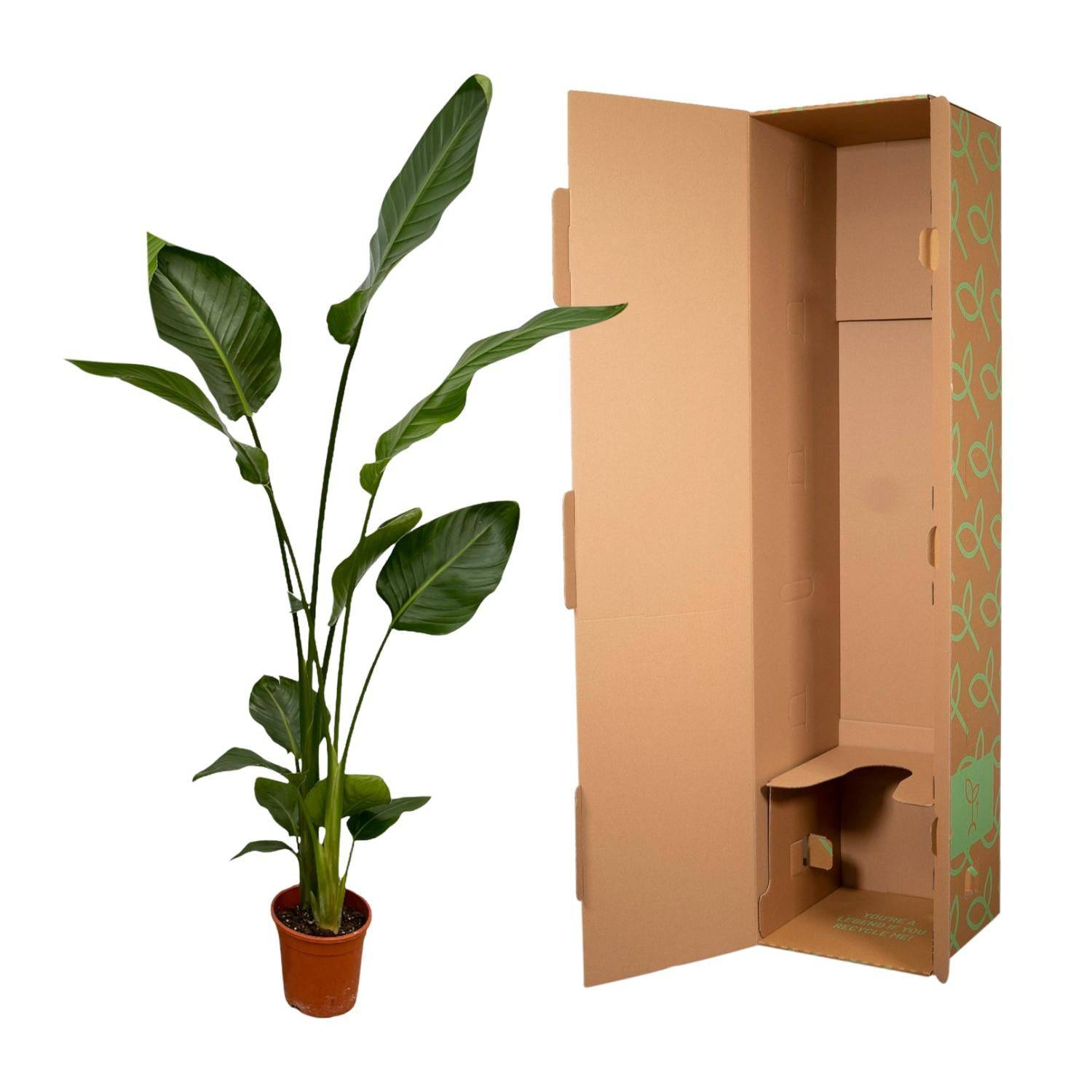 2x Strelitzia nicolai – 130 cm – Ø17 - Botanic-Vibes