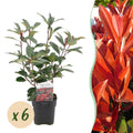 Heckenpflanzen, Photinia fraseri Rot Robin, grün rot, 6 Pflanzen, 1 laufender Meter, immergrün, Topf 17 cm 50 cm
