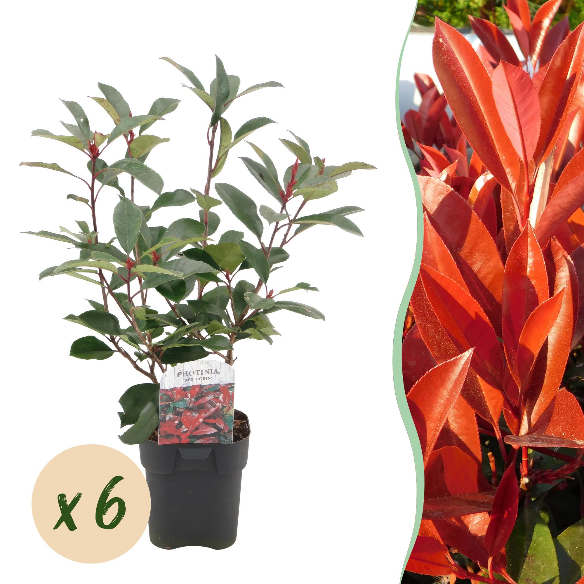 Heckenpflanzen, Photinia fraseri Rot Robin, grün rot, 6 Pflanzen, 1 laufender Meter, immergrün, Topf 17 cm 50 cm
